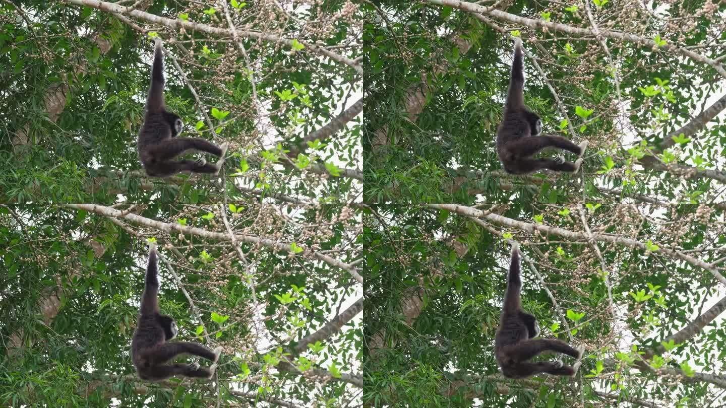 泰国，白手长臂猿或长臂猿，在这棵树上寻找美味的果实时，一只手臂挂在树上