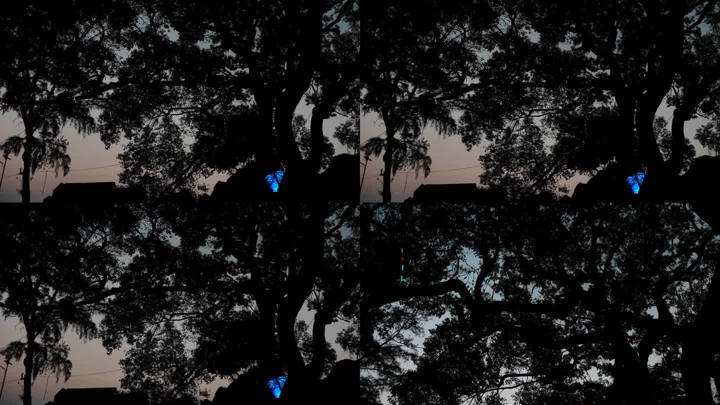 傍晚的树影七彩灯