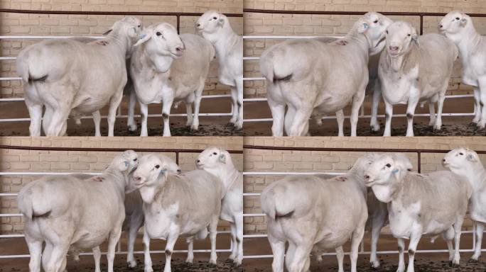 范鲁伊羊是南非的一种肉羊，有着摇摇晃晃的肥屁股