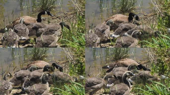 加拿大鹅和她的小鹅在湖岸吃绿草的慢镜头