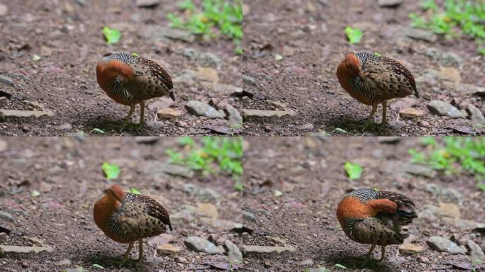 在森林地面上整理背部和翅膀。泰国，Ferruginous Partridge Caloperdix 