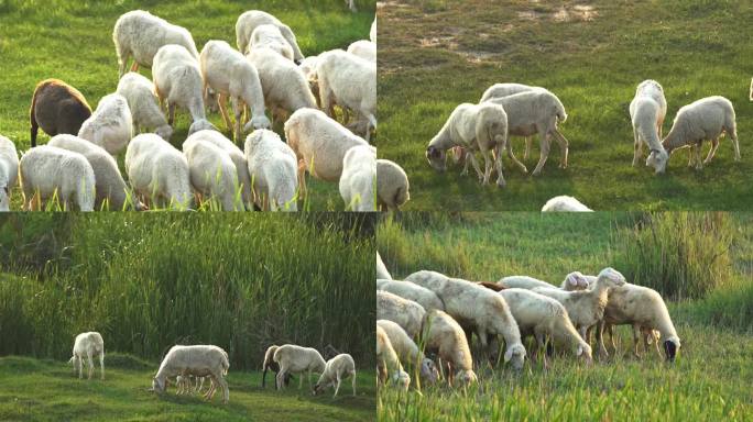 放养羊羊吃草绵羊草地牧草牧羊生态养殖散养