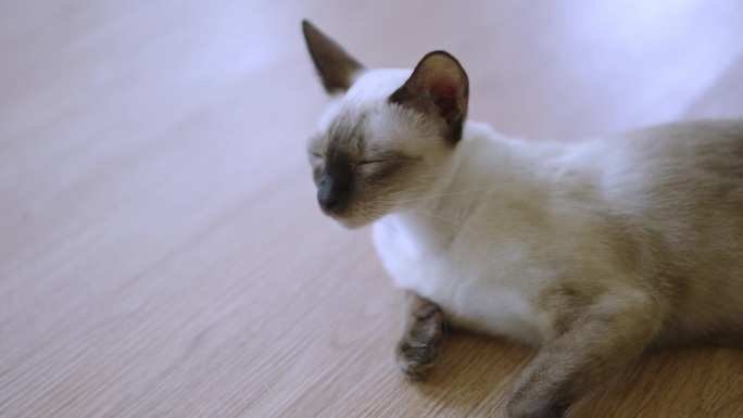 一只暹罗猫躺在木地板上，感觉像在做白日梦，而一只白色的毛茸茸的猫走到她身边，好奇地在房间里闻着她。
