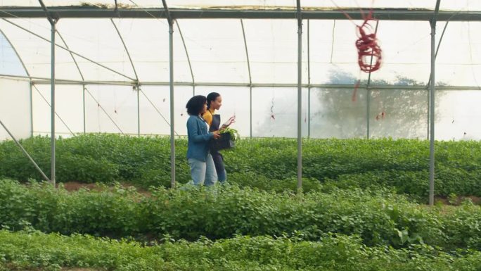 两个农民走过温室隧道，蔬菜种植的跟踪镜头