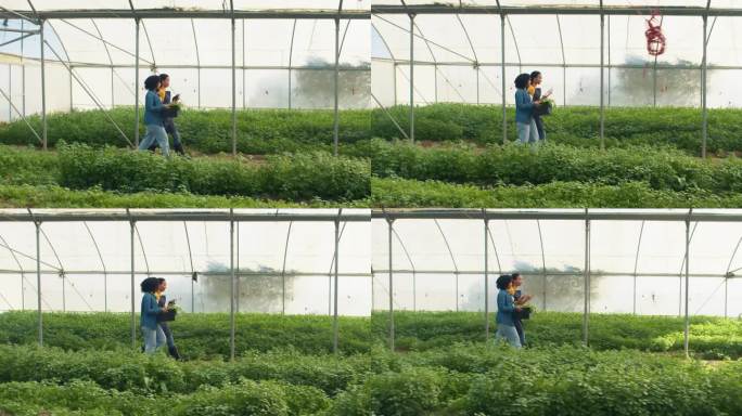 两个农民走过温室隧道，蔬菜种植的跟踪镜头