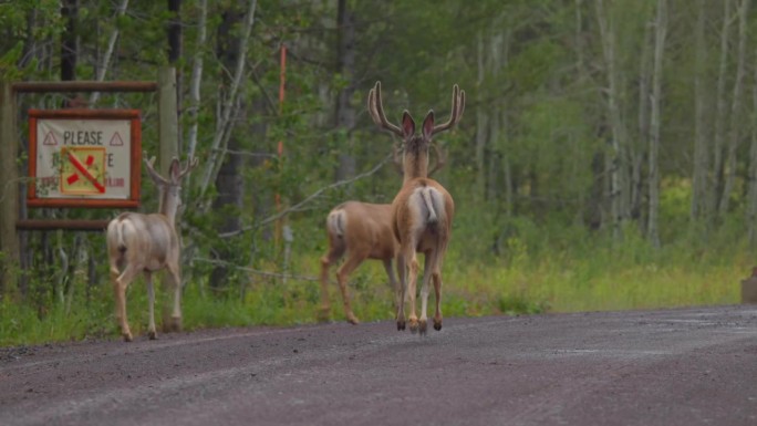 三只雄鹿跑进了黄石附近爱达荷岛公园的森林里。