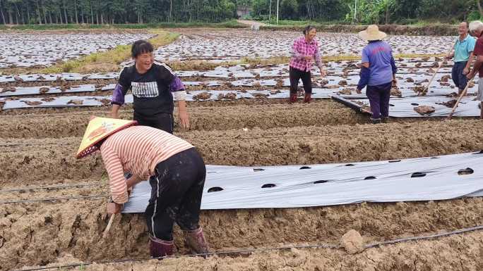 农民田间劳作农忙田间管理整理土地种植庄稼