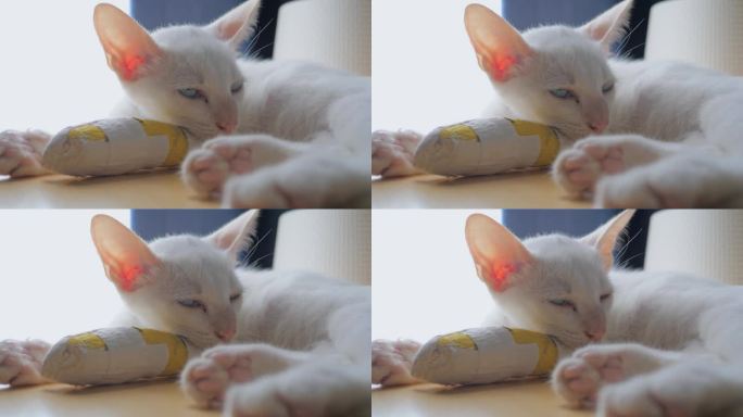 一只前脚踝受伤，前腿打了石膏的白色小猫在房子里的一张木桌上走路和睡觉。后面是藏青色的帘子和白色的滤光