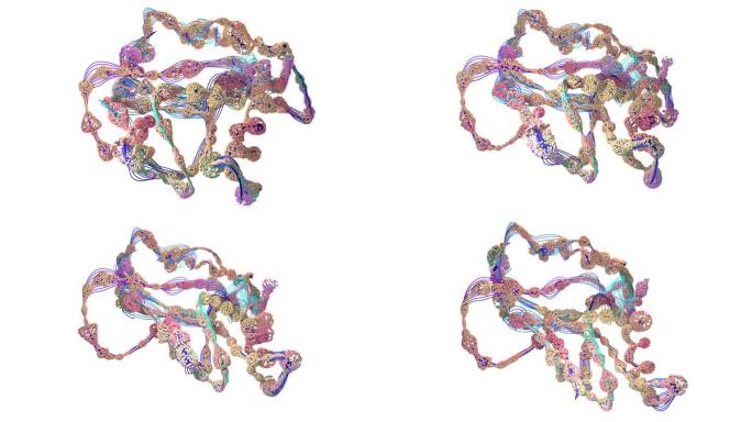 氨基酸链或生物分子称为蛋白质-三维插图