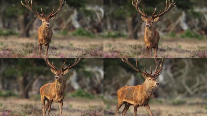 一只非常大的红鹿和它巨大的鹿角向镜头小跑，然后微微转向，镜头被金色的光线照亮了