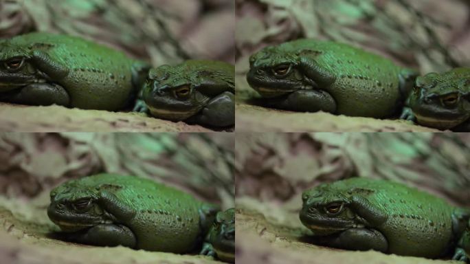 又大又胖的青蛙在动物园干燥的玻璃容器里安静地休息