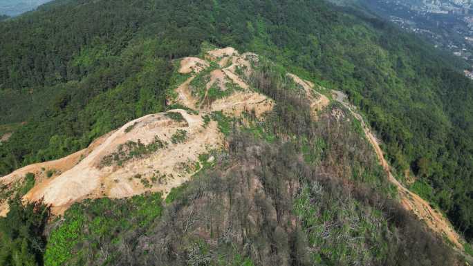 缙云山山火一年后，森林生态逐渐恢复