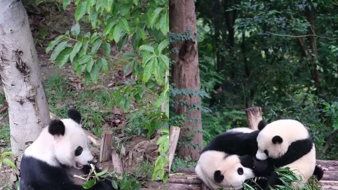 竖屏大熊猫进食嬉戏玩耍