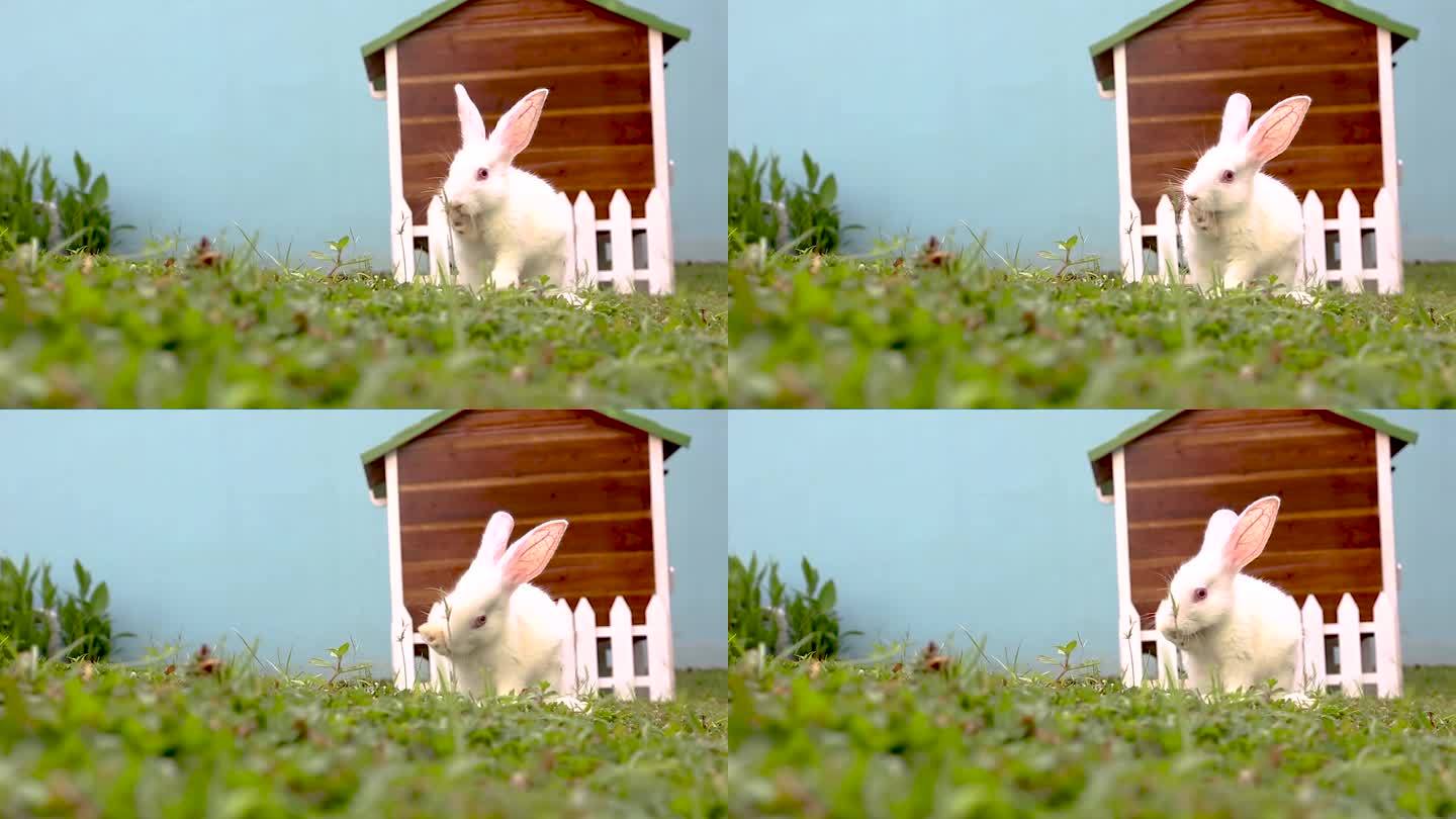 有一只小白兔，绿草如茵的花园里有一块空地