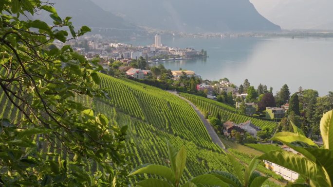瑞士蒙特勒市和日内瓦湖山上的葡萄园。瑞士的性质