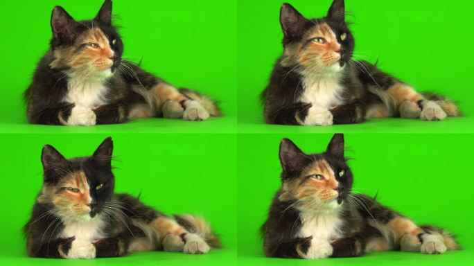 小猫小猫在绿色背景的4K视频屏幕上玩耍。