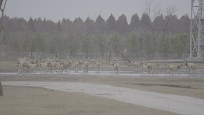 野生麋鹿