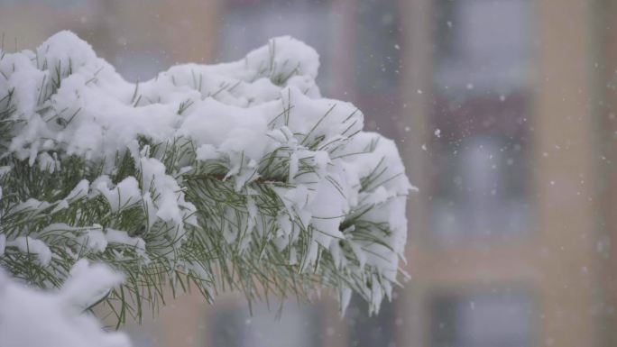 松树 雪中松树 大雪 屹立不倒