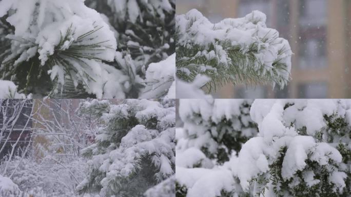 松树 雪中松树 大雪 屹立不倒