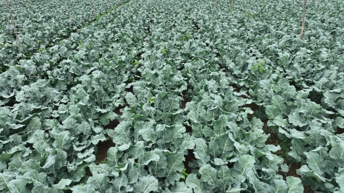 供港供粤蔬菜基地 甘肃张掖