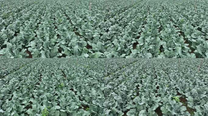 供港供粤蔬菜基地 甘肃张掖