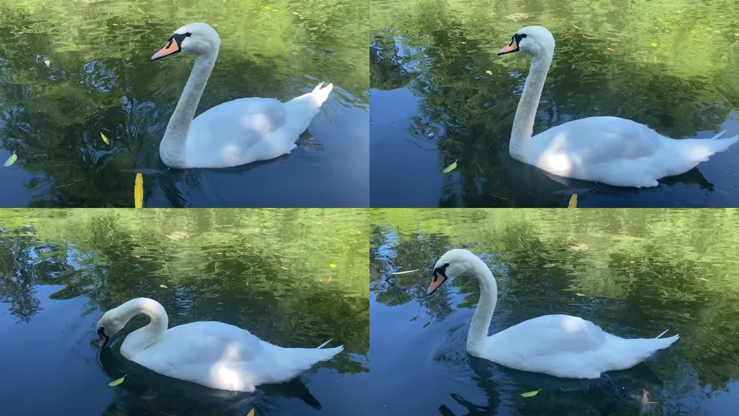 白天鹅在湖中游泳的特写镜头。慢动作