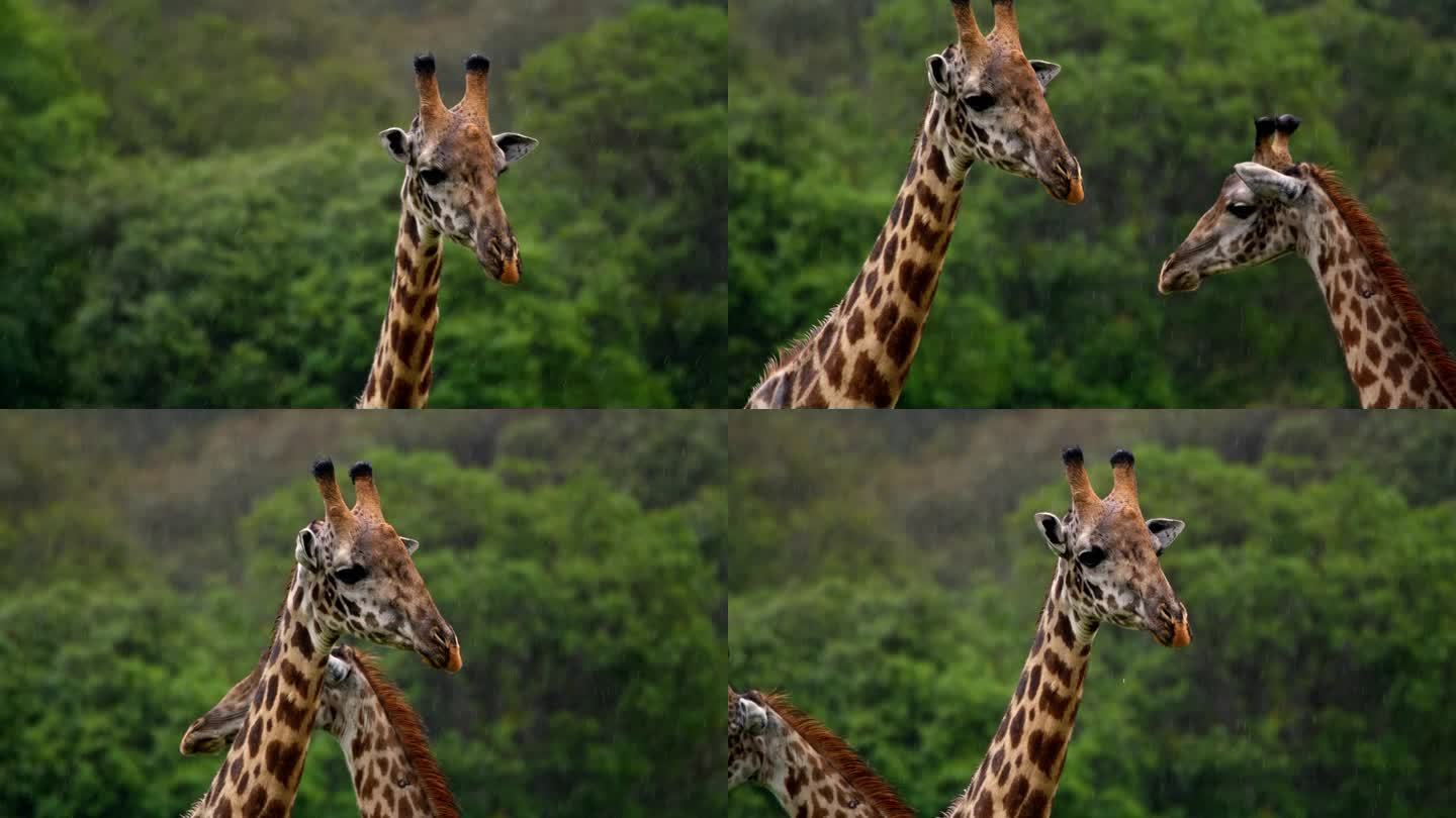 坦桑尼亚热带森林边缘长颈鹿头部的长镜头