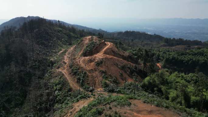 重庆缙云山山火一年后，森林生态逐渐恢复