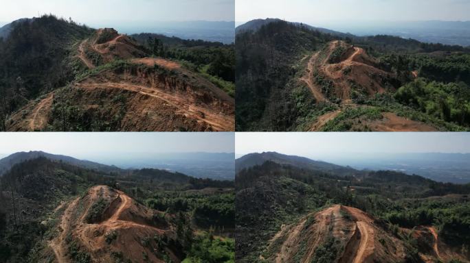 重庆缙云山山火一年后，森林生态逐渐恢复