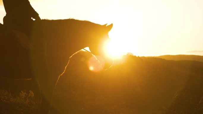 轮廓，特写，镜头光晕棕色的马在寒冷的早晨呼出温暖的气息