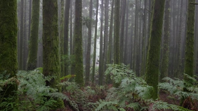 镜头穿过黑暗潮湿多雾的森林，树木上长满了苔藓。亚速尔群岛的绿色森林。万向节镜头，4K