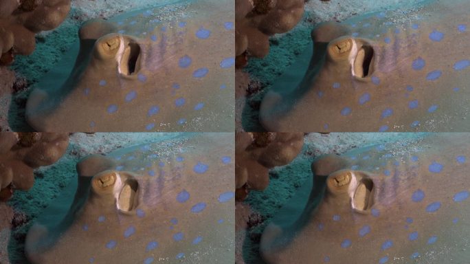 蓝斑带尾鳐靠近珊瑚礁