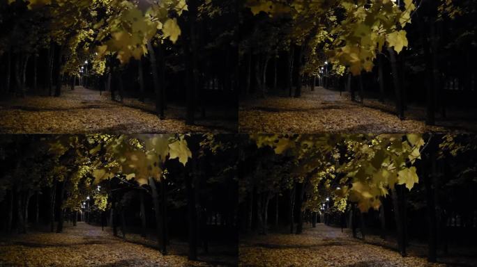 夜观公园巷子里的城市黄叶枫