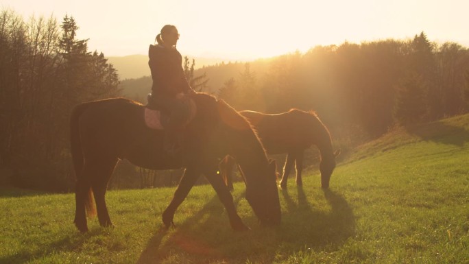 镜头光晕:金色的阳光照亮了傍晚散步时吃草的棕色马