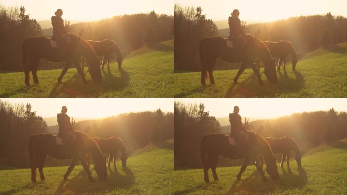 镜头光晕:金色的阳光照亮了傍晚散步时吃草的棕色马