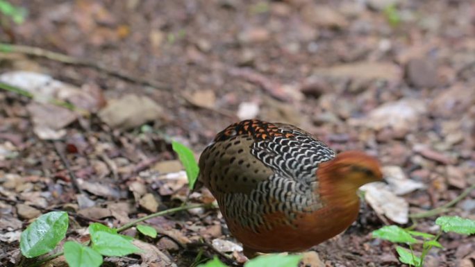 泰国，Ferruginous Partridge Caloperdix oculeus，它的正面环顾