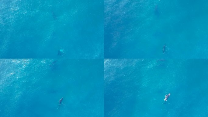 母鲸和幼鲸一起游泳