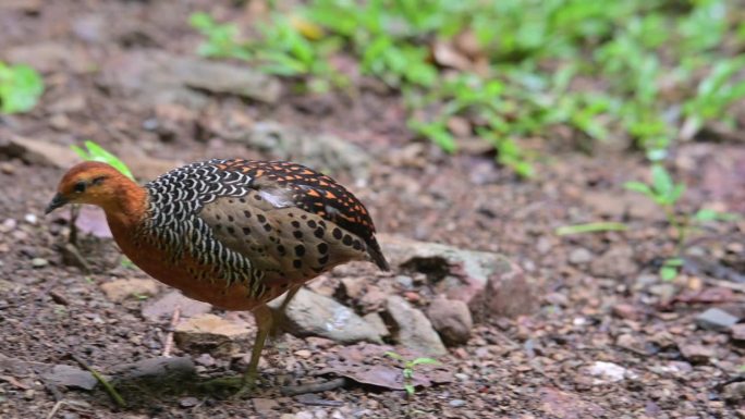 镜头向左移动，然后停下来抓挠它的头，这是泰国的Ferruginous Partridge Calop