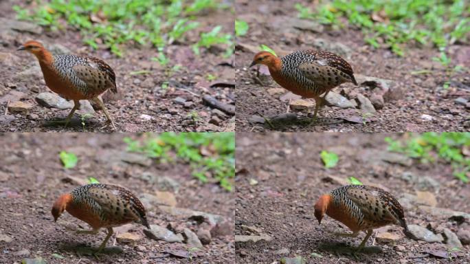 镜头向左移动，然后停下来抓挠它的头，这是泰国的Ferruginous Partridge Calop