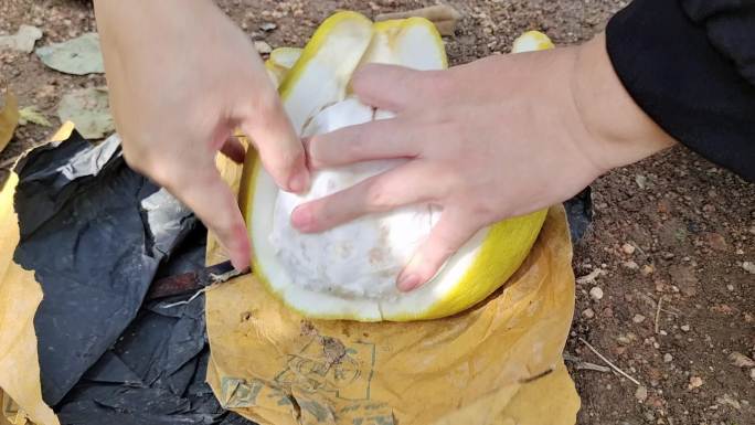 沙田柚果园果林丰收场景采摘试吃分食