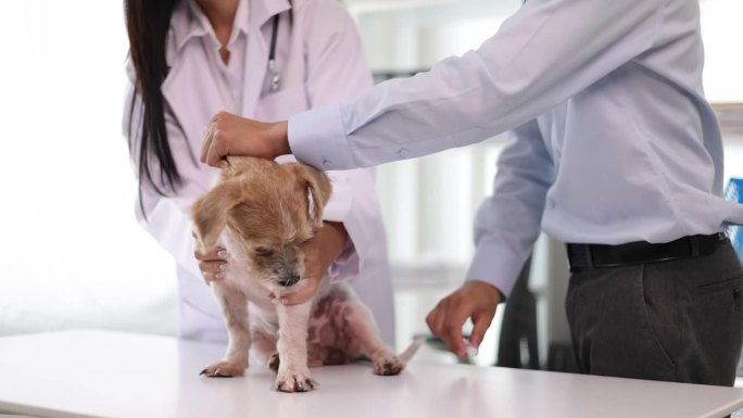兽医及助理负责犬只健康检查，兽医为犬只注射疫苗。