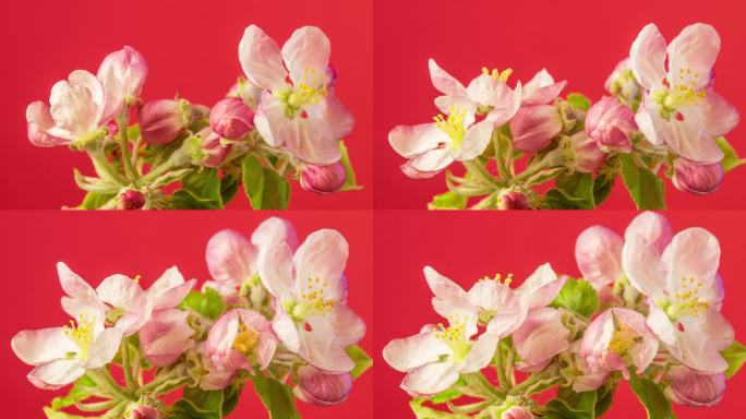 一棵苹果树，白色的花朵盛开，生长在红色的背景。海棠盛开的花。