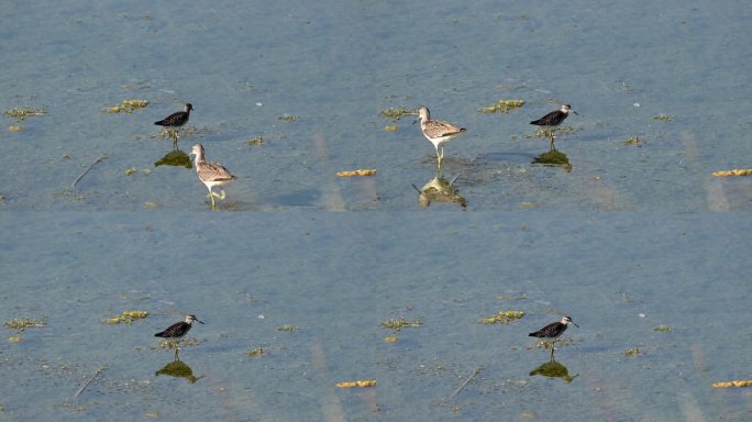 野外的木矶鹬珍惜鸟儿小鸟湿地河滩