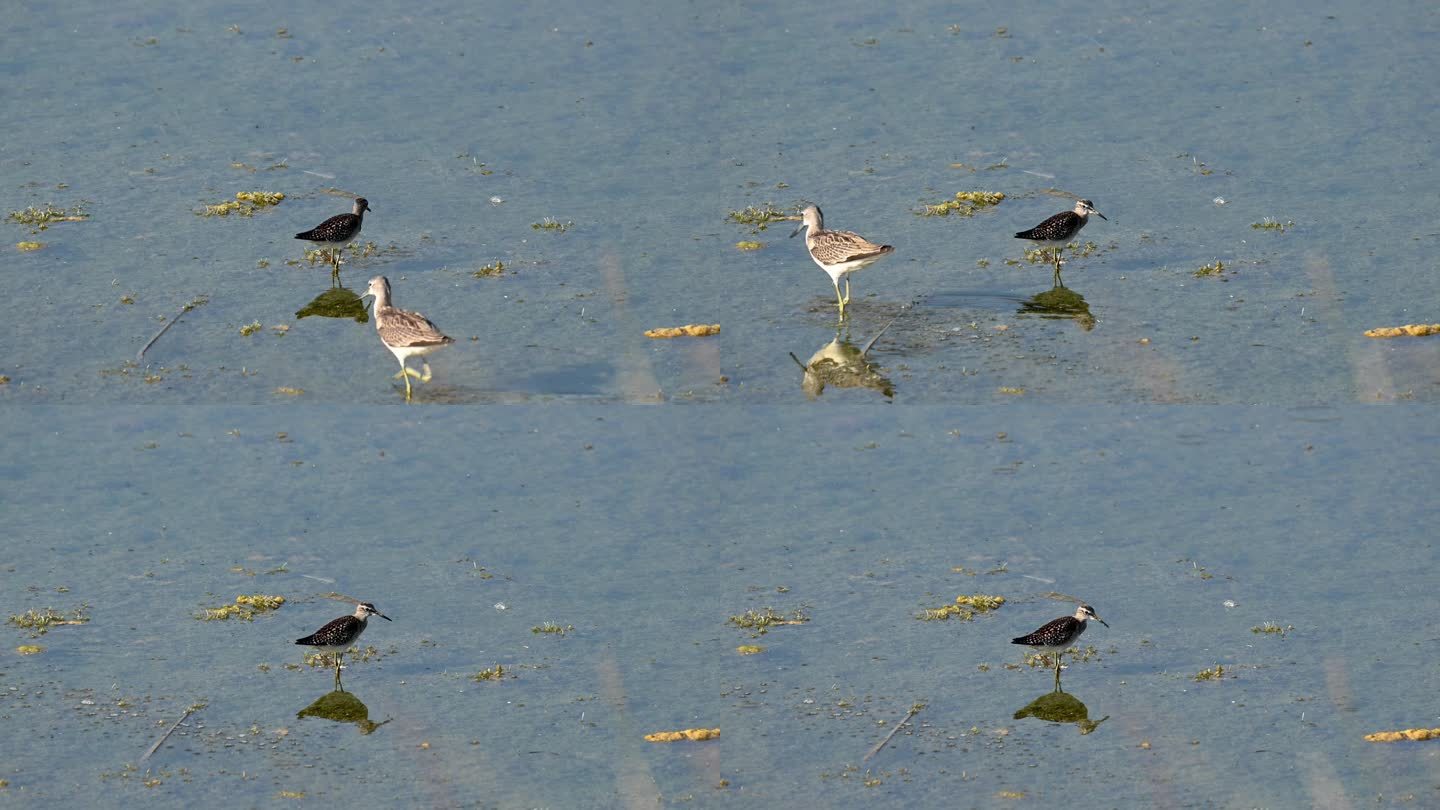 野外的木矶鹬珍惜鸟儿小鸟湿地河滩