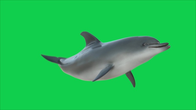 绿幕上海豚游圈圈卡通鱼动画