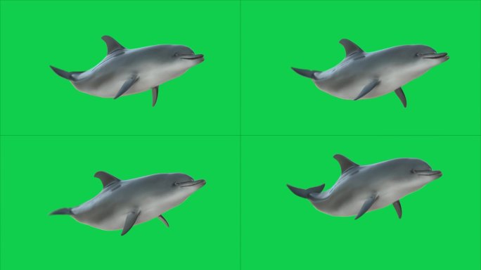 绿幕上海豚游圈圈卡通鱼动画