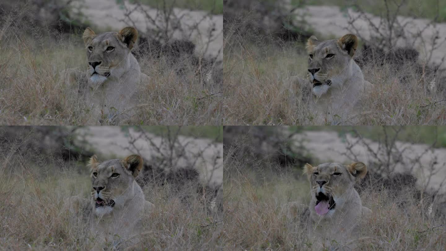 在南非的克鲁格国家公园里，一只美丽的母狮躺着，打着哈欠，露出她的大嘴和牙齿