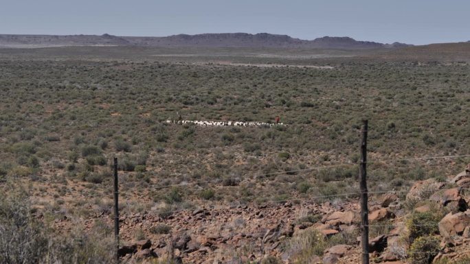 在广阔的卡鲁高原平原上，一群杜泊羊被赶向围栏