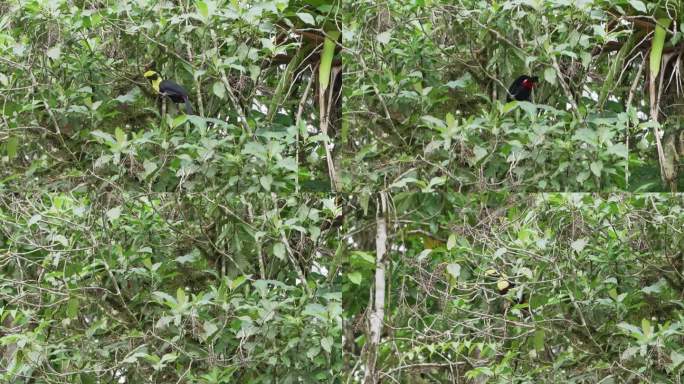 板栗下颚巨嘴鸟或斯温森巨嘴鸟，Ramphastos ambiguus swainsonii，是黄喉巨