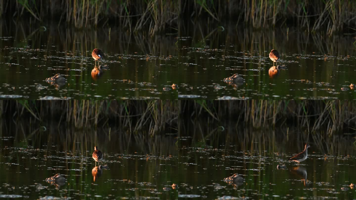 野外的木矶鹬沼泽地水鸟觅食野鸟捕食